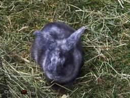 Haustiermesse Wien 2.03.2025